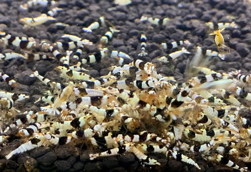 Jungleaquashrimp Crystal Black Shrimp CRS Grade S-SS Live Freshwater Shrimp - '1/4