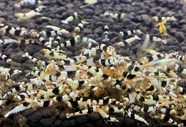 Jungleaquashrimp Crystal Black Shrimp CRS Grade S-SS Live Freshwater Shrimp - '1/4