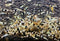 Jungleaquashrimp Crystal Black Shrimp CRS Grade S-SS Live Freshwater Shrimp - '1/4