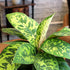 6" Homalomena Wallisii Camouflage, Live Houseplant Decor in White Pot, Easy Gift, Variegated Houseplants, Desk & Office