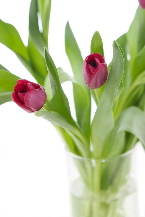 Vibrant Red Tulip Bouquet with Vase - Perfect Fresh Flowers for Celebrations
