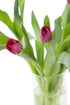 Vibrant Red Tulip Bouquet with Vase - Perfect Fresh Flowers for Celebrations