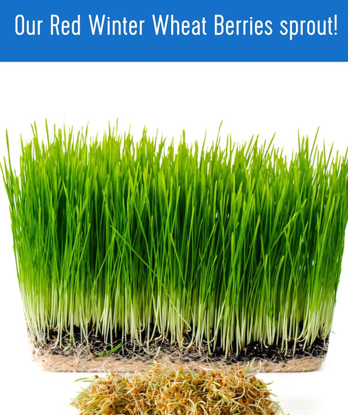 3 LBS Palouse Brand Certified Glyphosate Residue Free Hard Red Winter Wheat Berries | | Family Farmed in Washington