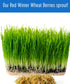 18 LBS Palouse Brand Certified Glyphosate Residue Free Hard Red Winter Wheat Berries | | Family Farmed in Washington