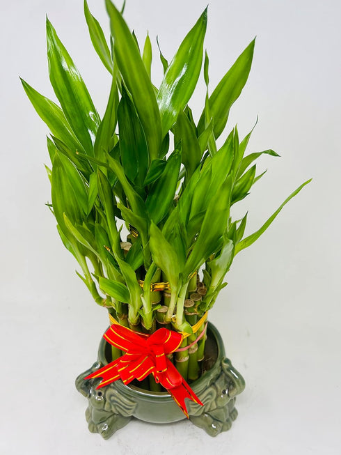 JM BAMBOO Lucky Bamboo Tower in Decorative Elephant Pot (Twin Elephants) Unique from Jmbamboo