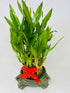 JM BAMBOO Lucky Bamboo Tower in Decorative Elephant Pot (Twin Elephants) Unique from Jmbamboo
