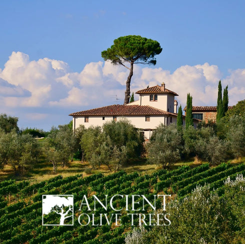 12.6 OZ. 1 ANCIENT OLIVE TREES - Balsamic Vinegar | Aceto Balsamico di Modena IGP | Perfect for Any Sauce, Marinade
