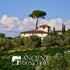 12.6 OZ. 1 ANCIENT OLIVE TREES - Balsamic Vinegar | Aceto Balsamico di Modena IGP | Perfect for Any Sauce, Marinade