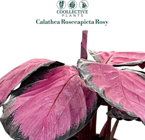4" CoollectivePlants Calathea Rosceapicta Rosy | Live Indoor Houseplant in Pot, Easy Care, Low Light Tolerant, Stunning
