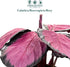 4" CoollectivePlants Calathea Rosceapicta Rosy | Live Indoor Houseplant in Pot, Easy Care, Low Light Tolerant, Stunning