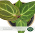 Arcadia Garden Products 4-inch, Live Anthurium Clarinervium Rare Indoor Houseplant in Plastic Pot, Tropical Plant