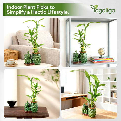 3-Stalk Set 6'' 6'' 8'' Lucky Bamboo with Pebbles in Elephant Pineapple Pot Live Houseplant for Good Fortune