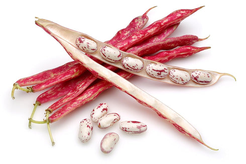 Hunza Natural Foods (2 lbs) Hunza Organic Cranberry Beans