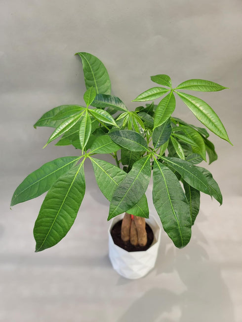 Braided Chinese Money Tree Live Plant - Now Available in Geometric Self-Watering Planter - Pachira Aquatica - Live