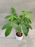 Braided Chinese Money Tree Live Plant - Now Available in Geometric Self-Watering Planter - Pachira Aquatica - Live