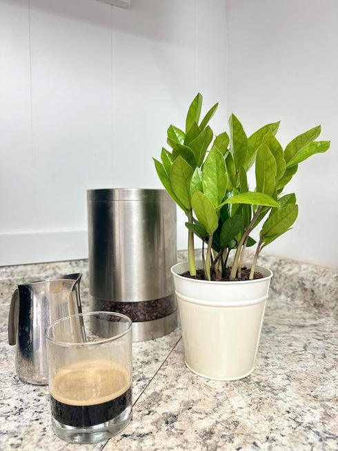 5 Live ZZ Plant in White Duo-Tone Decorative Metal Pot | Indoor Houseplant, Easy Care| Low Maintenance Plant