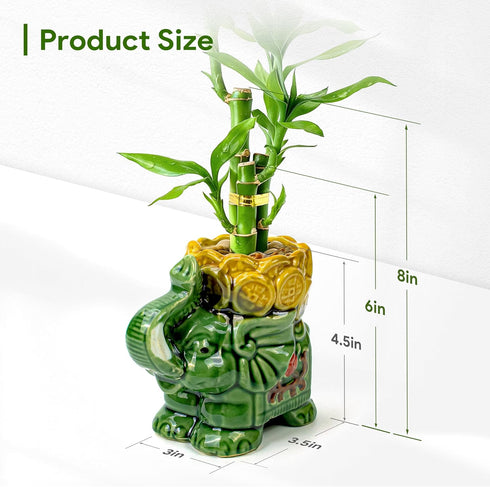 3-Stalk Set 6'' 6'' 8'' Lucky Bamboo with Pebbles in Elephant Coin Plate Pot Live Plant for Positive Energy