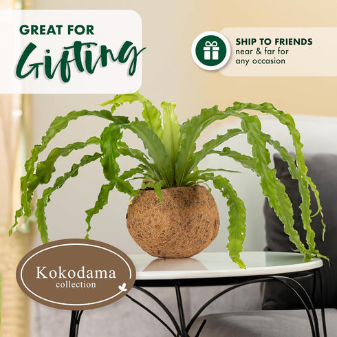 17 Better-GRO Hanging Kokodama with Birds Nest Fern - Biodegradable, Natural Planter for Indoor/Outdoor Spaces