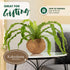 17 Better-GRO Hanging Kokodama with Birds Nest Fern - Biodegradable, Natural Planter for Indoor/Outdoor Spaces