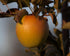 8 Kauffman Orchards Fresh Golden Delicious Apples, Hand-Picked, Non-Waxed, Grown in Pennsylvania (Box of Apples)