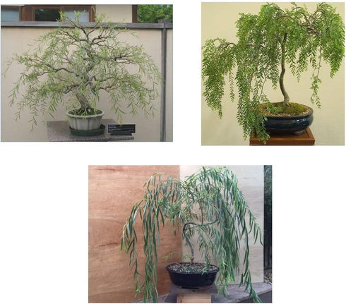 Bonsai Willow Tree Bundle - 3 Large Trunk Bonsai Tree Cuts -