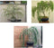 Bonsai Willow Tree Bundle - 3 Large Trunk Bonsai Tree Cuts -