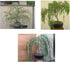 Bonsai Willow Tree Bundle - 3 Large Trunk Bonsai Tree Cuts -
