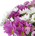(16 Benchmark Bouquets - Purple Daisies - Fresh Flowers for Delivery - Mothers Day Flowers for Mom - Mothers Day Gifts