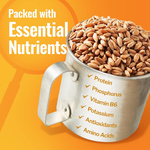 Emmer 100% Emmer 5 lbs Grand Teton - Ancient Grains Wheat Berries, Organic Berries, Premium Food-Grade Wheat Berries