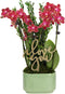 Green Circle Growers 4" Mini Red Orchid Love You Edition in Sage