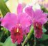 Discount Hawaiian Gifts 2" HAWAIIAN CATTLEYA ORCHID PLANT POT ~ GROW HAWAII