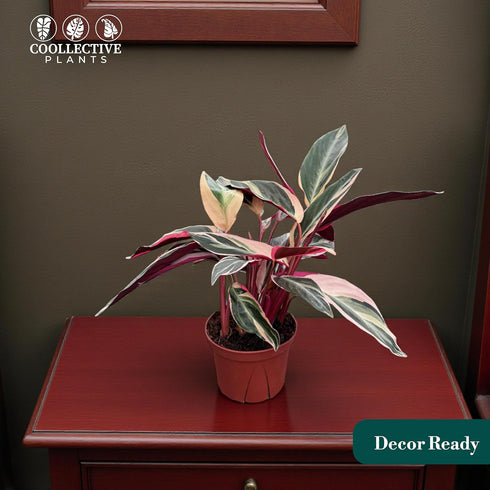 6" CoollectivePlants Stromanthe Triostar Live Plant in Pot Tricolor Indoor Houseplant, Pink Green White Variegated