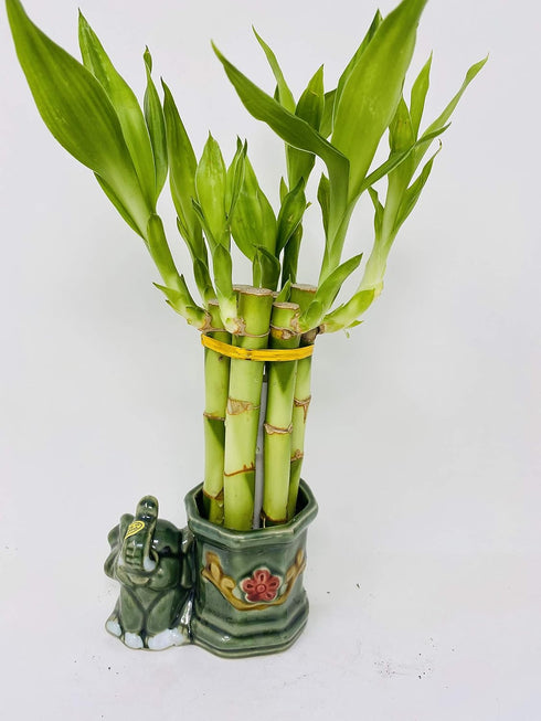JM BAMBOO Small Lucky Bamboo Arrangement Happy Elephant Favor Unique from jmbamboo