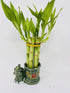 JM BAMBOO Small Lucky Bamboo Arrangement Happy Elephant Favor Unique from jmbamboo