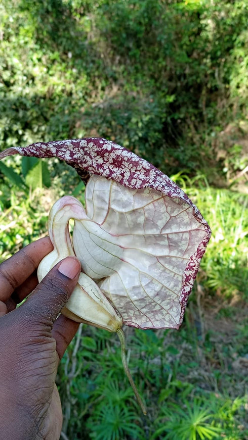 Nalego 1 Duck Flowers Detox Tea | Duck Flower | Wildcrafted Jamaican Alkaline Herbal Tea (Flor de Pato, Palo Guaco)