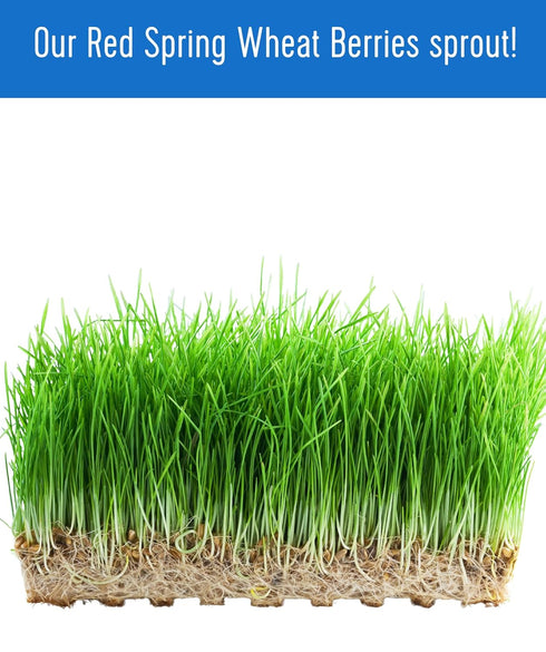 1 lb 100% Palouse Brand Non-GMO Project Verified Hard Red Spring Wheat Berries | Certified Glyphosate Residue Free | |