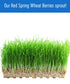 1 lb 100% Palouse Brand Non-GMO Project Verified Hard Red Spring Wheat Berries | Certified Glyphosate Residue Free | |