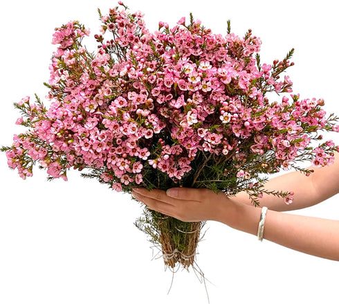 15 Pink Wax flower Fresh Cut Flowers Good flowering period Long flowering