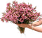 15 Pink Wax flower Fresh Cut Flowers Good flowering period Long flowering