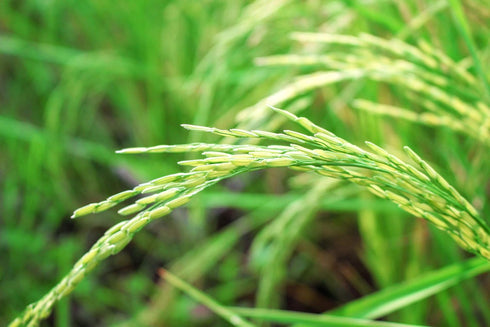 3 Food to Live Long Grain Brown Rice, Pounds Whole Grain, Raw, Unpolished, Kosher, Vegan Rice. Nutty Flavor, Chewy