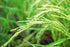 3 Food to Live Long Grain Brown Rice, Pounds Whole Grain, Raw, Unpolished, Kosher, Vegan Rice. Nutty Flavor, Chewy