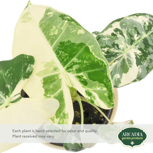 Arcadia Garden Products 4-inch, Live Frydek Variegated Alocasia Rare Indoor Houseplant in Plastic Pot, Tropical Plant