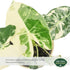 Arcadia Garden Products 4-inch, Live Frydek Variegated Alocasia Rare Indoor Houseplant in Plastic Pot, Tropical Plant