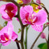 3.5" 16" Premium Purple Live Orchid Plant Blooming in Blue & White Orchid Pot, Live Plants, Houseplant Gifts, Approx.