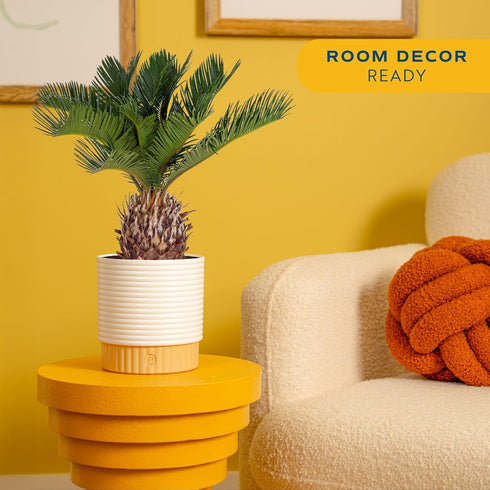 1 Costa Farms Live Sago Palm, Easy to Grow Live Indoor Plant, Houseplant in Plant Pot, Home and Room Decor, Foot Tall