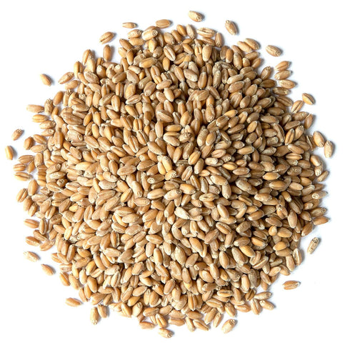 8 Food to Live Wheat Berries, Ounces Sprouting for Wheatgrass, Kosher, Raw, Vegan, Bulk
