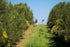12.7 COBRAM ESTATE Australia Select Olive Oil, FZ