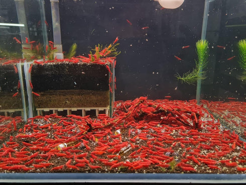 Las Vegas Exotic Fish 20 High Grade Fire Red Cherry Shrimps Neocaridina Live Freshwater Shrimp Aquarium Inverts (Live