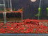 Las Vegas Exotic Fish 20 High Grade Fire Red Cherry Shrimps Neocaridina Live Freshwater Shrimp Aquarium Inverts (Live