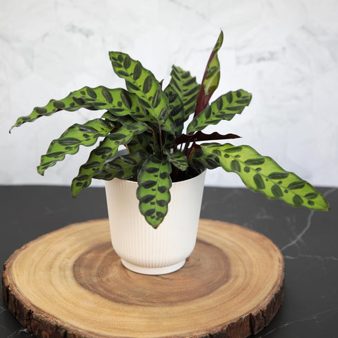 (3PK) 4 Inch Pet Safe Live Prayer Plant Calathea Collection in Pots, Pet Friendly Houseplants, Rattlesnake Plant